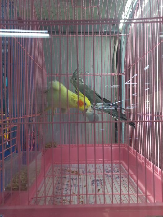 Карелла нимфа молодые