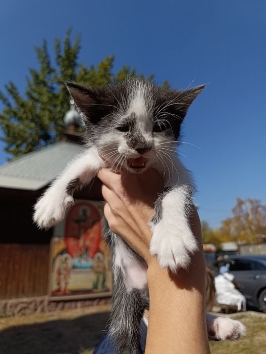 Котята домашние без блох