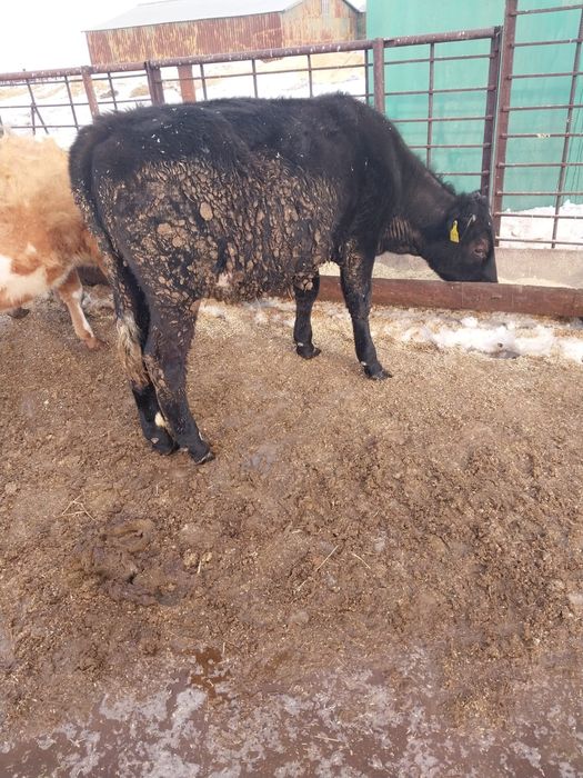 Продам КРС  (7 телок)