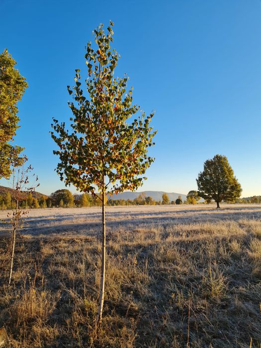 Platan mesteacăn livrare în toată tara