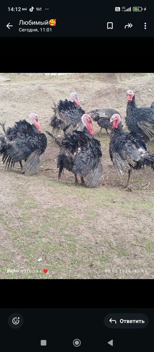 Продаются индюки гибридные