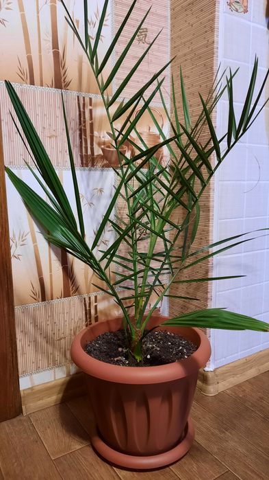 Продам пальму финиковую