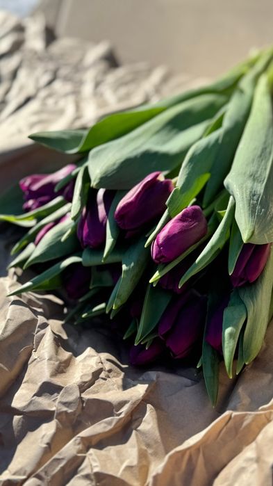 Свежие закрытые тюльпаны