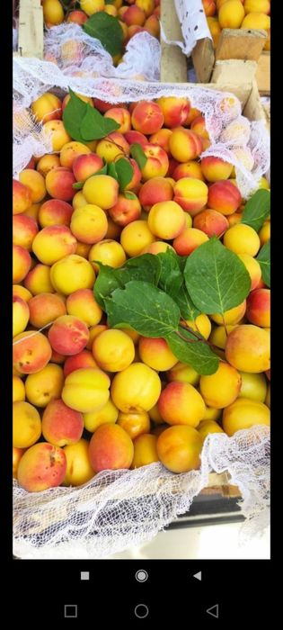 Мевали кучатлар оптим сотилади