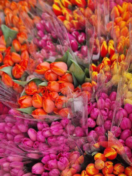 Тюльпаны оптом, крупные, разных расцветок