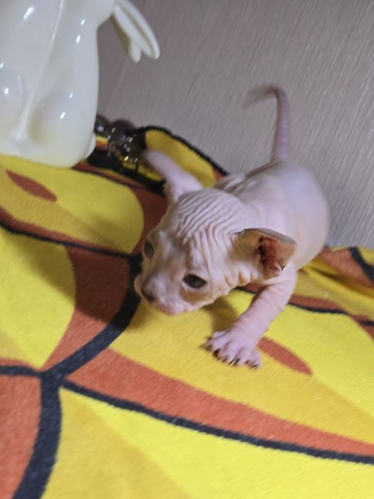 Милый котик донского сфинкса