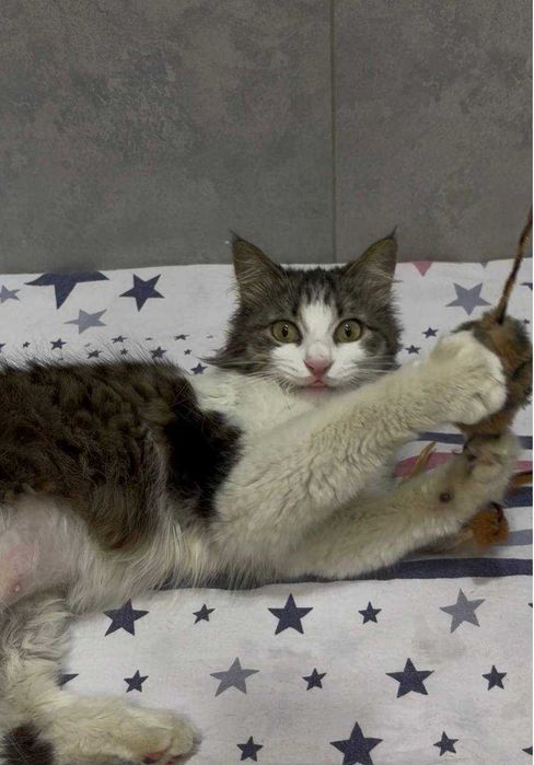 Кошка Лютик бесплатно