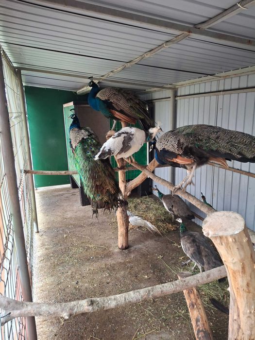 Pauni de 1 an jumate..