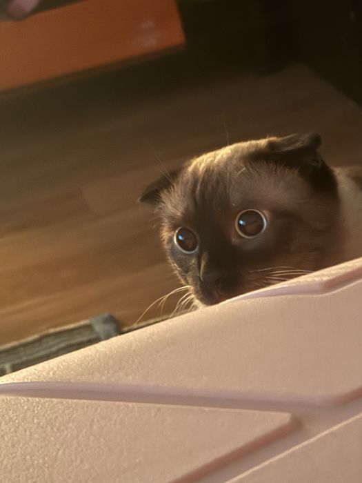 Ищем кошечку для нашего кота