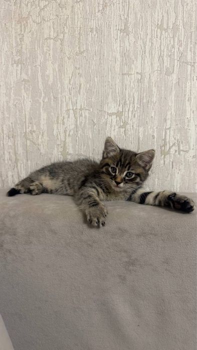 Продаются котята