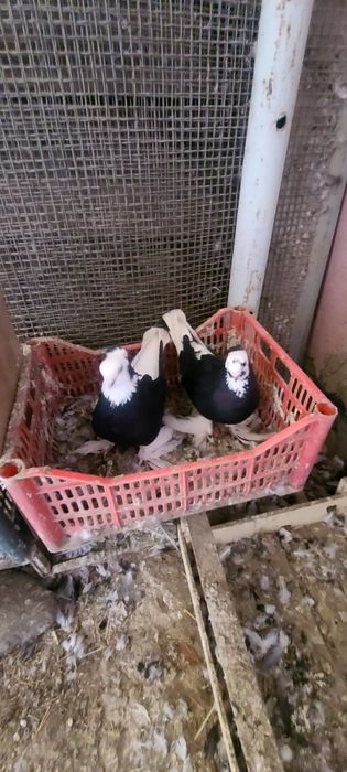 Продаётся Голуби