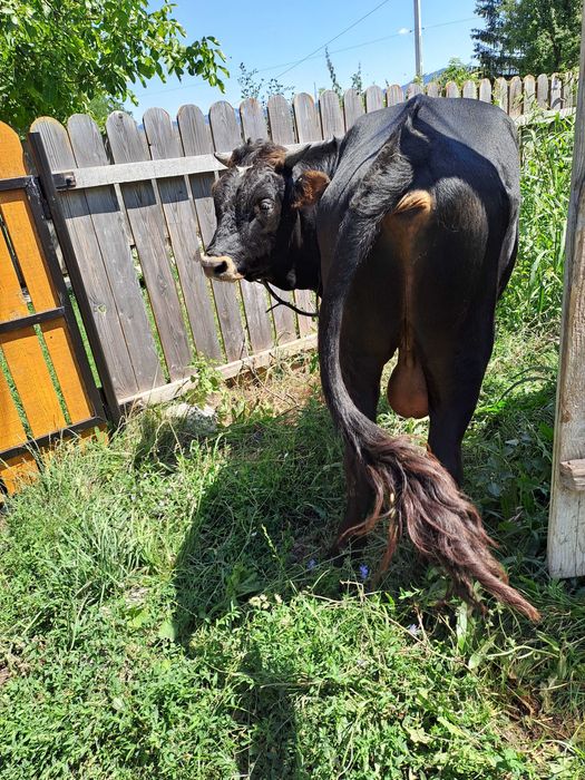 Vând un vițel de un an