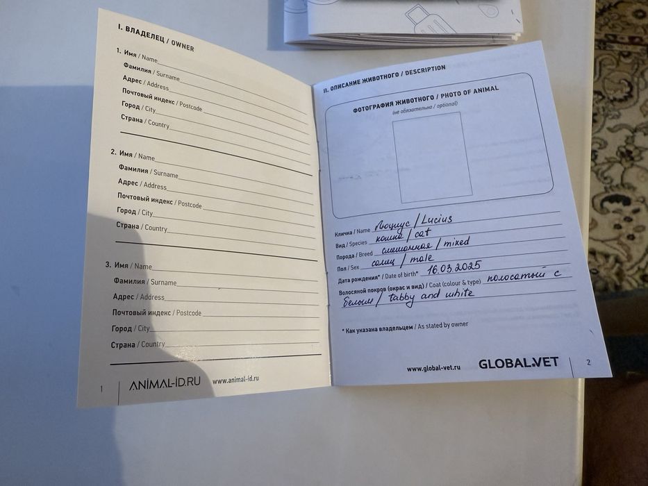 Котята с документами! Чипированные