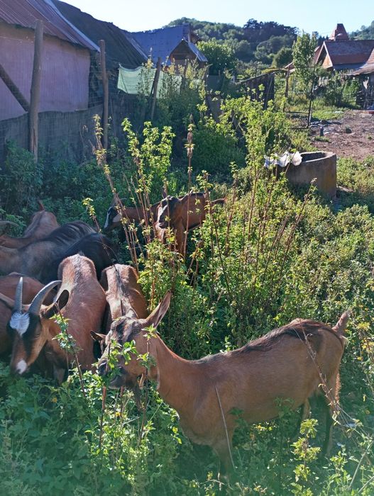 15 capre plus țapul