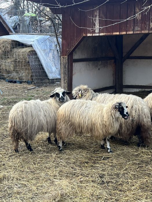 doua miele de anul trecut