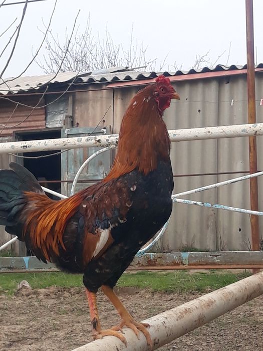 Сұлтан  Байсбаев 9