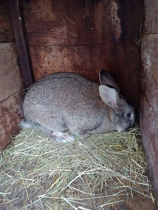 Vând iepuroi de casă