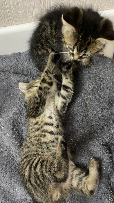 Продам котят красивые