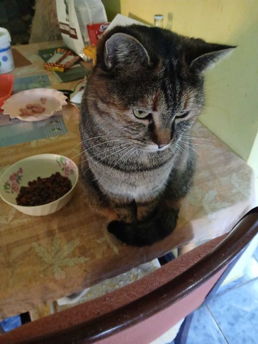 Donez două pisici adulte 3 ani