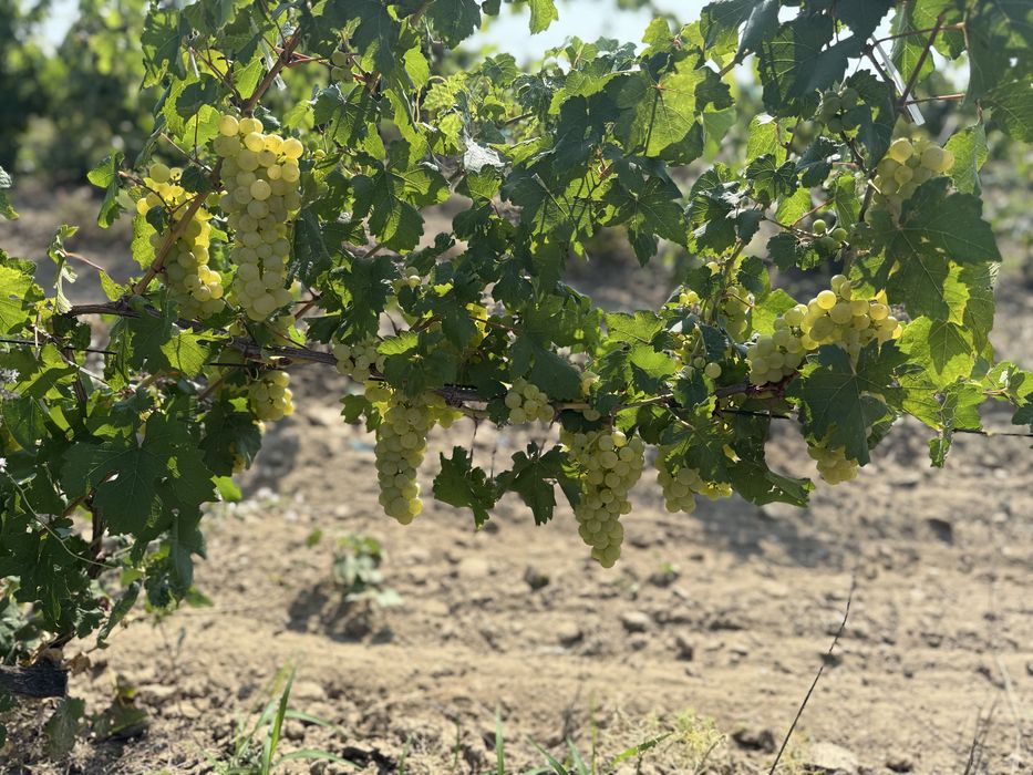 Vand struguri de vin diferite soiuri ,direct producator