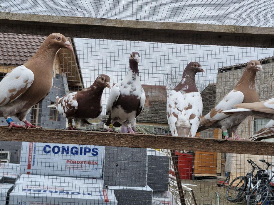 Porumbei de vânzare din poze !