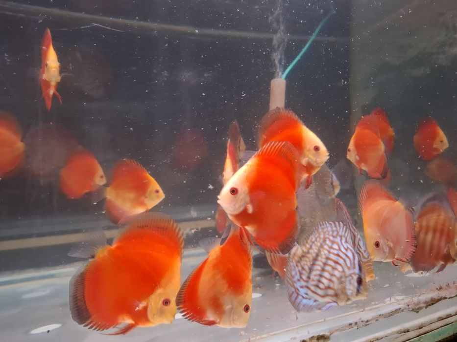 Crescatoria de discusi "Discusmaniac" Onesti