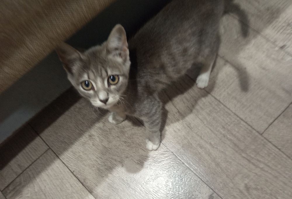 Отдам котенка в добрые руки