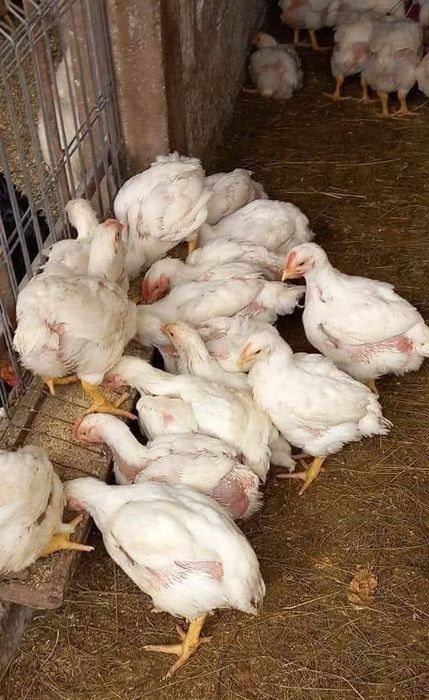 De vnzare pui alb  colorat