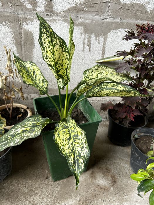 Комнатные цветы