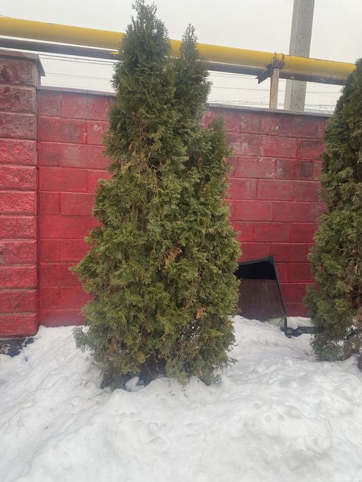 Туя 4 метра 2 шт