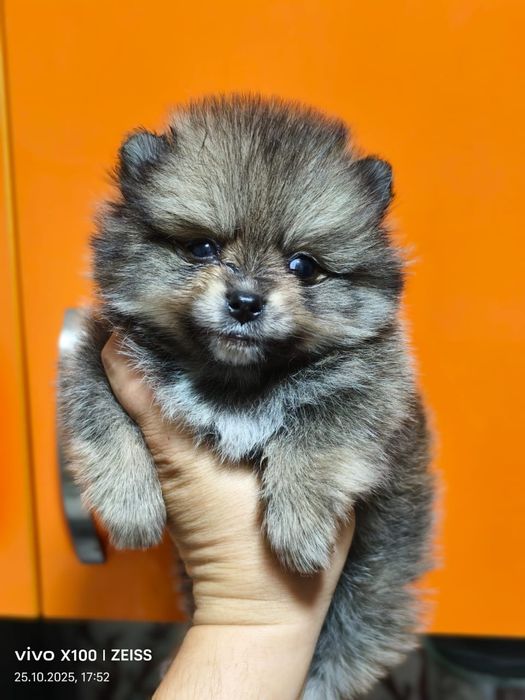 Очаровательные щенки шпица.