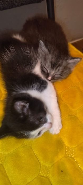 Отдам котят в добрые руки