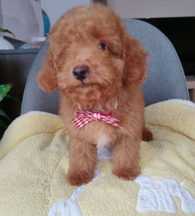 Мини пудел/Mini poodle момченце