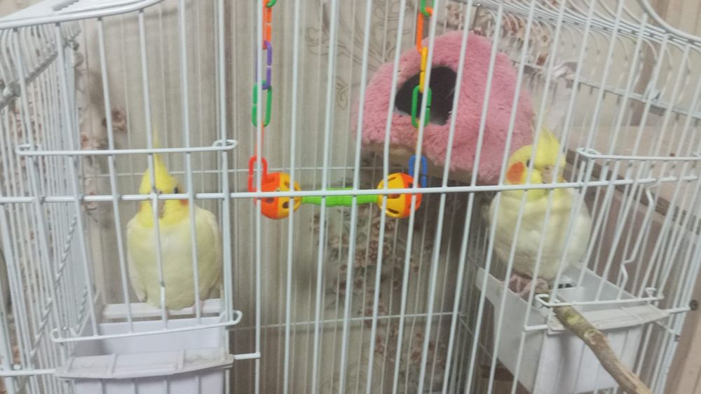 Карелла пара ейцо делают