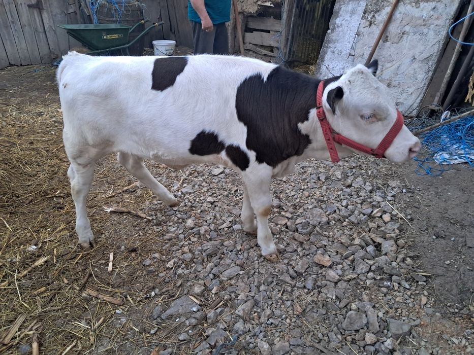 Vand 6 vitei buni si frumosi