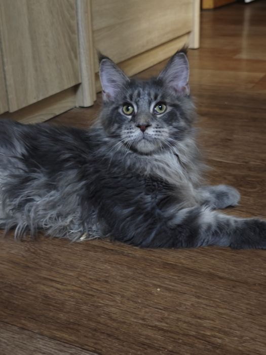 Мальчики Мейн Кунчики