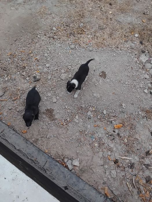 Ассалаумағалейкум күшік  сатылады 3айдан аскан ұргашы