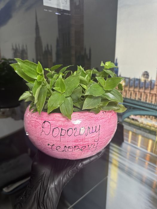 Комнатные растения