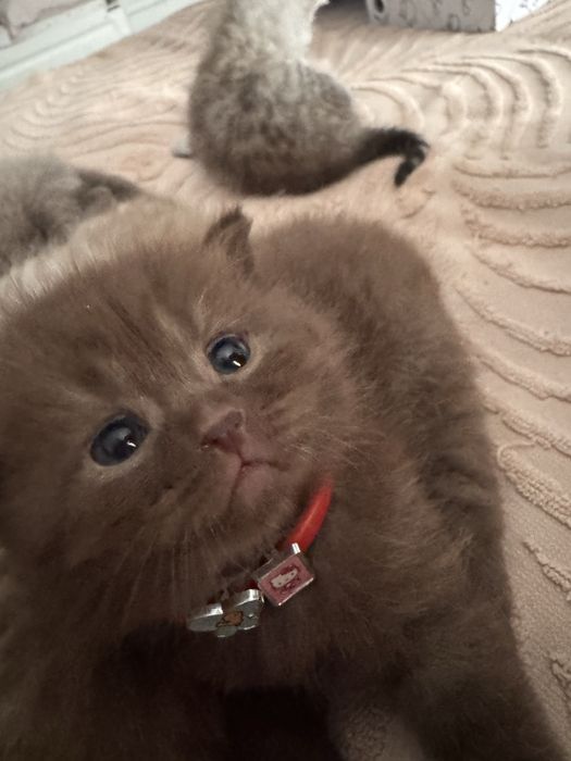 Продаются котята в хорошие ручки