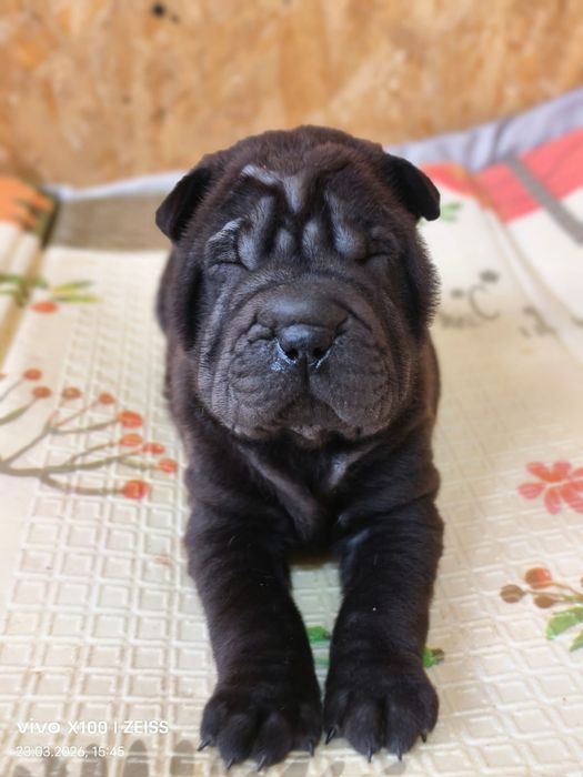 Шикарные щенки шарпея.