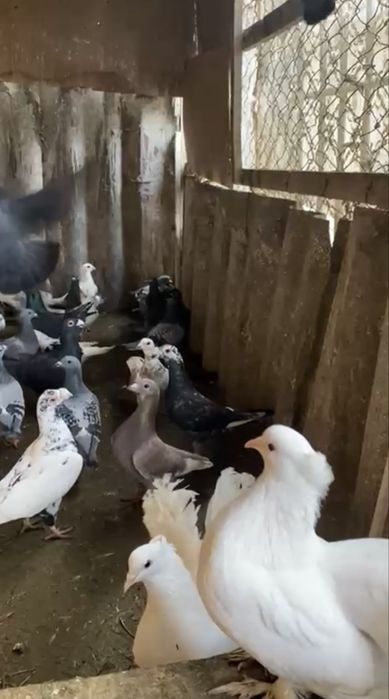 Vand porumbei diferite rase