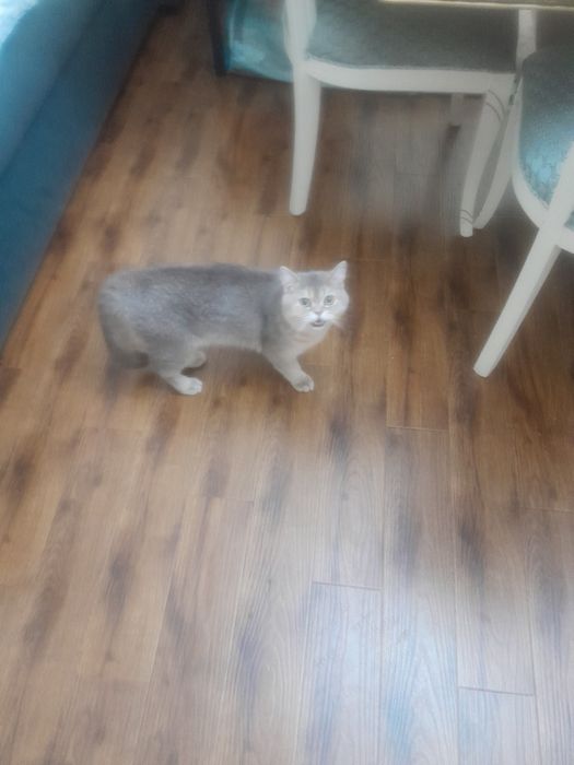 Срочно продаётся кот.Британская шиншила.