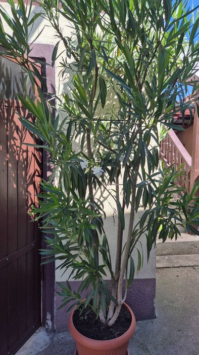 Leandru matur de vânzare.