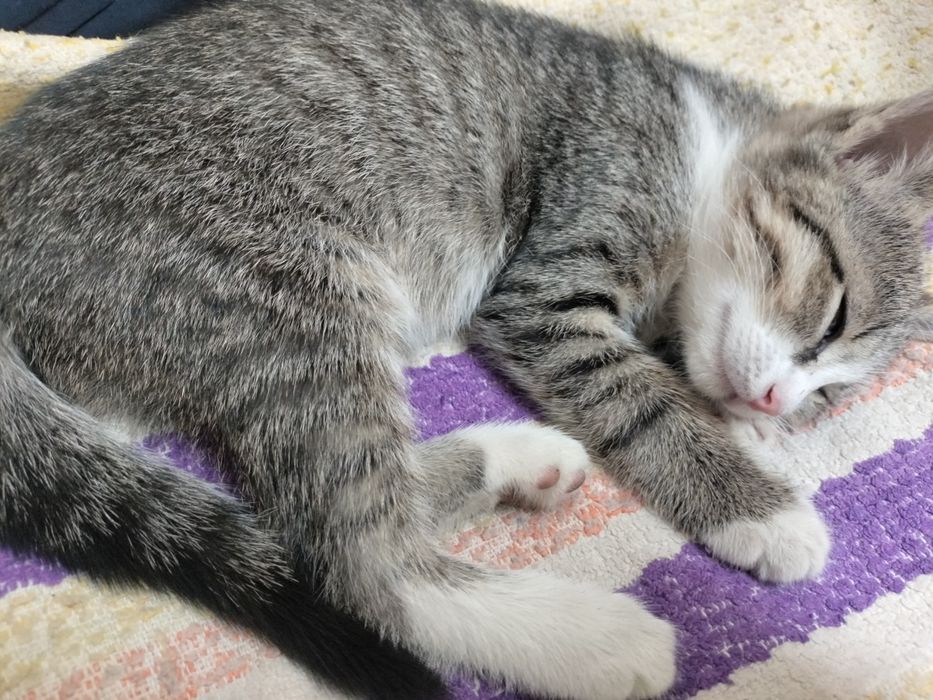 Животные котенок
