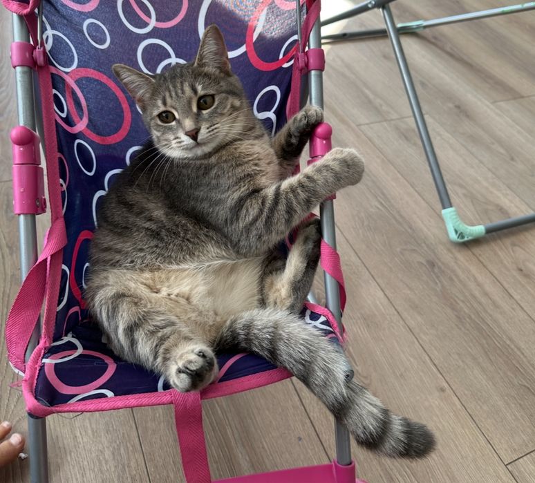 Отдам кошку в добрые руки