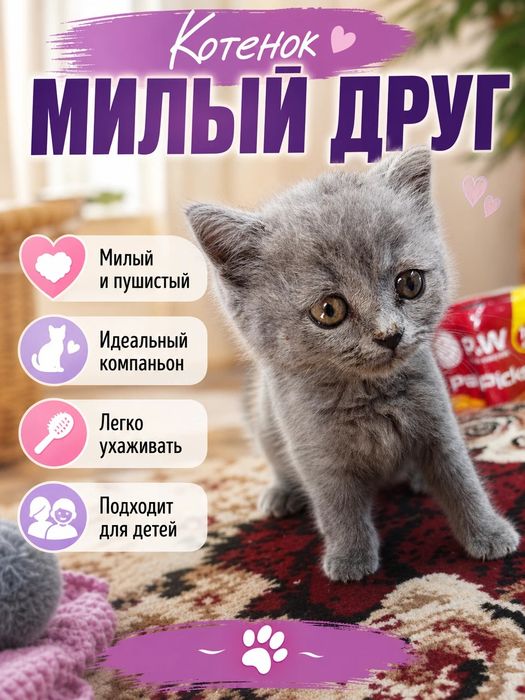 Котёнок скотч фолд