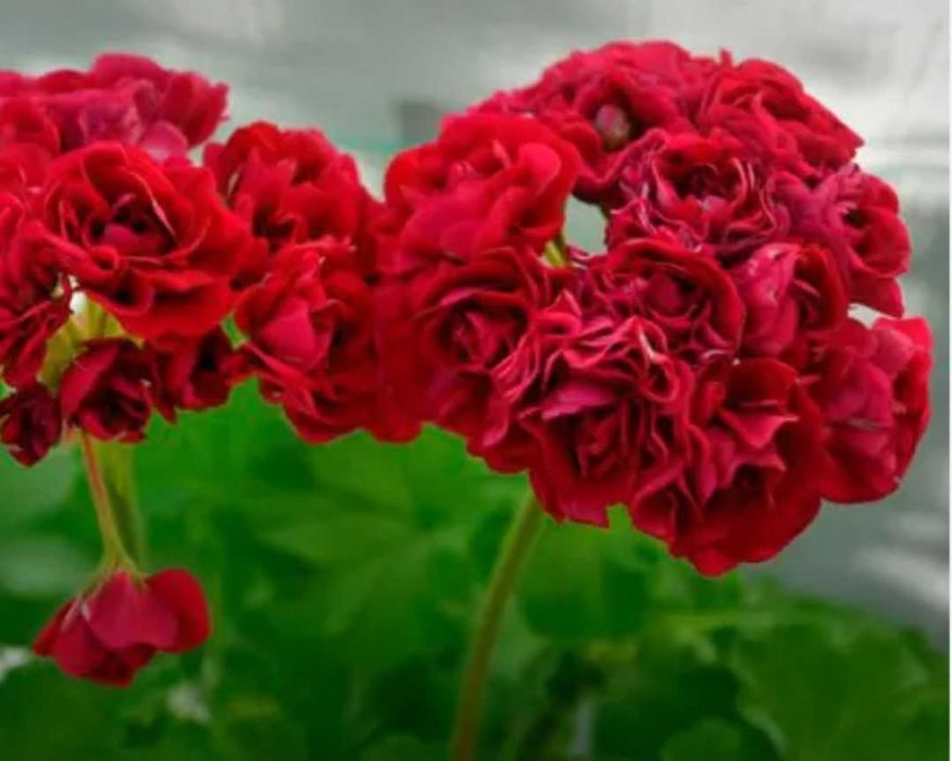 Комнатные цветы от 500 тн