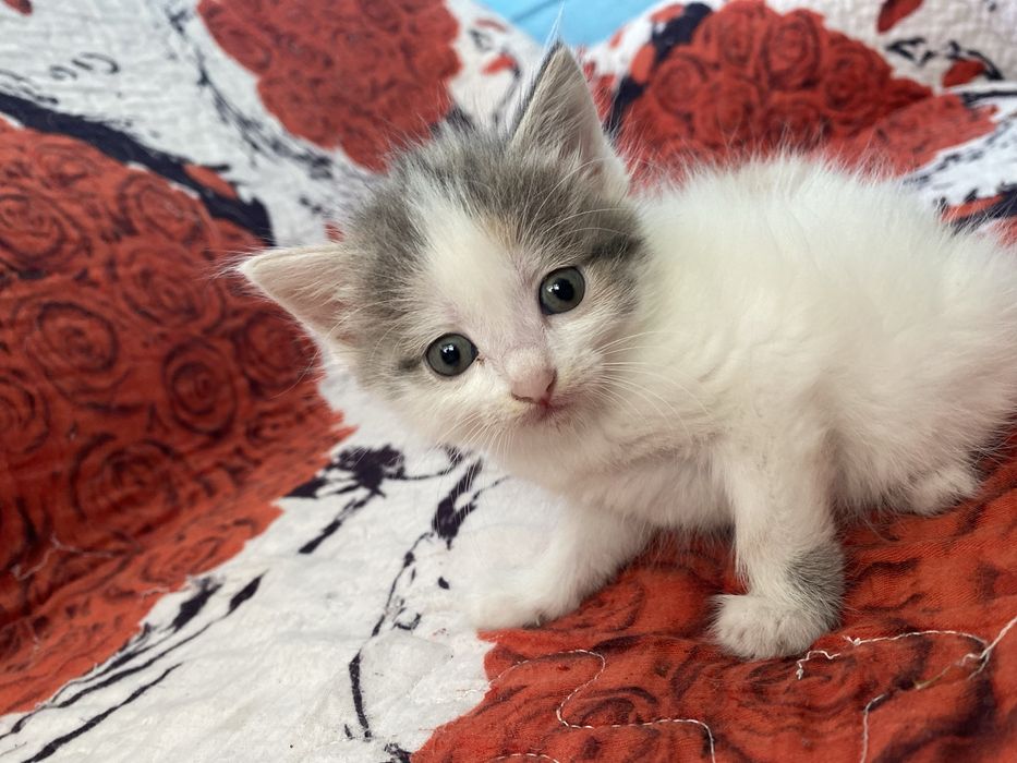Отдам котят девочки