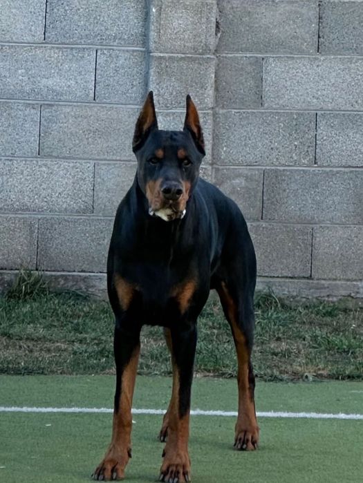 Dobermani pui de vanzare