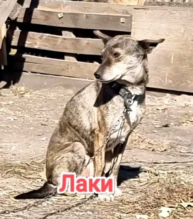 Дарю в добрые и ответственные руки